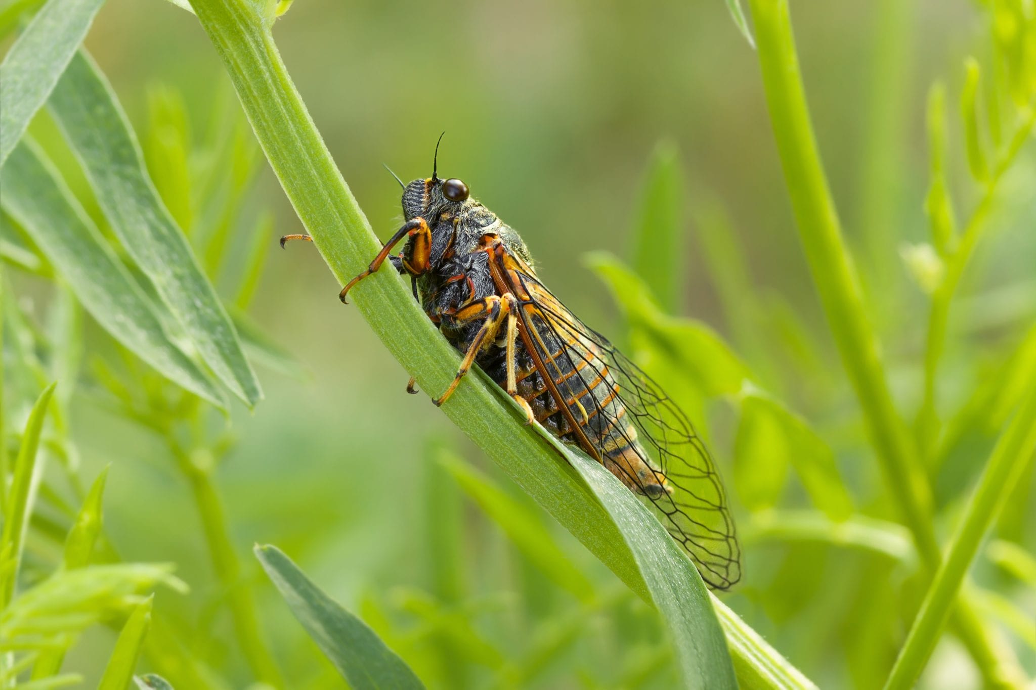 Coping with a Summer Full of Cicadas