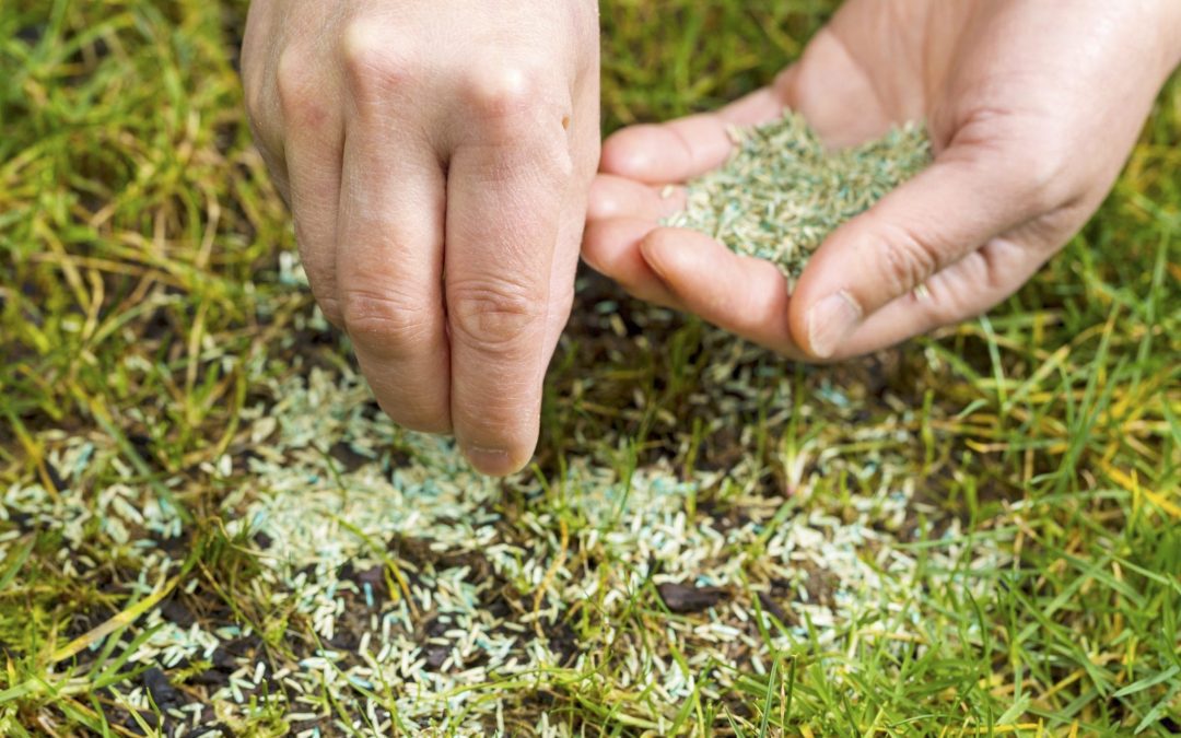 Summer Lawn Care Aeration Over Seeding