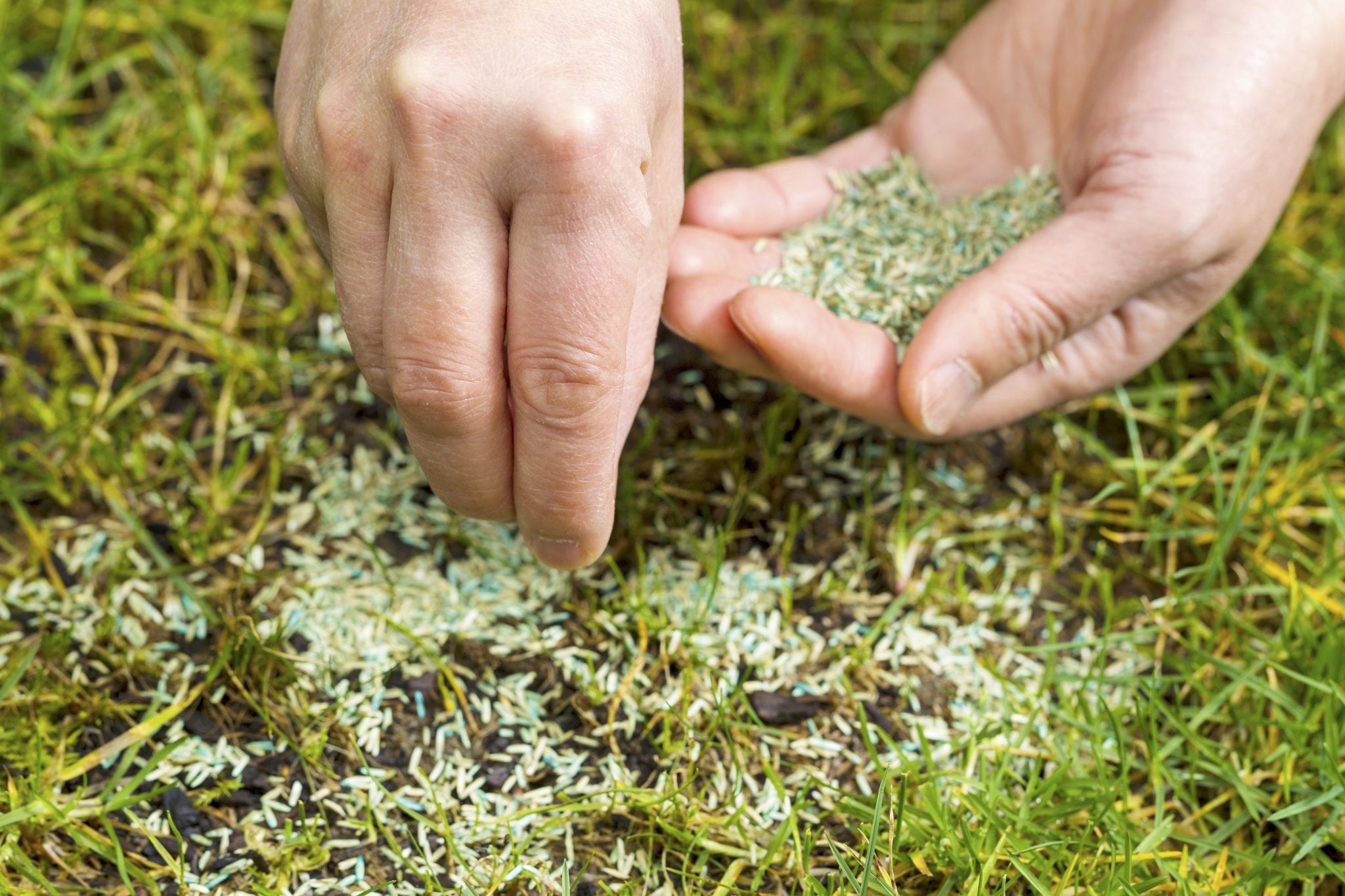 Aerate and Over-Seed Your Lawn: Get Ready to Be Impressed
