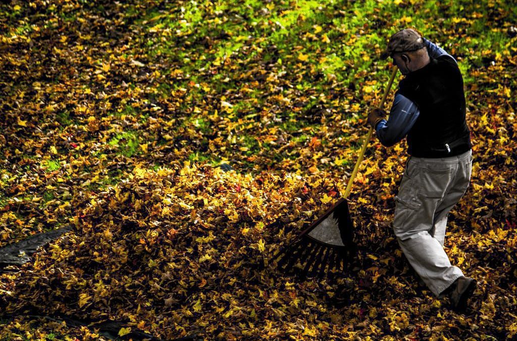 raking leaves