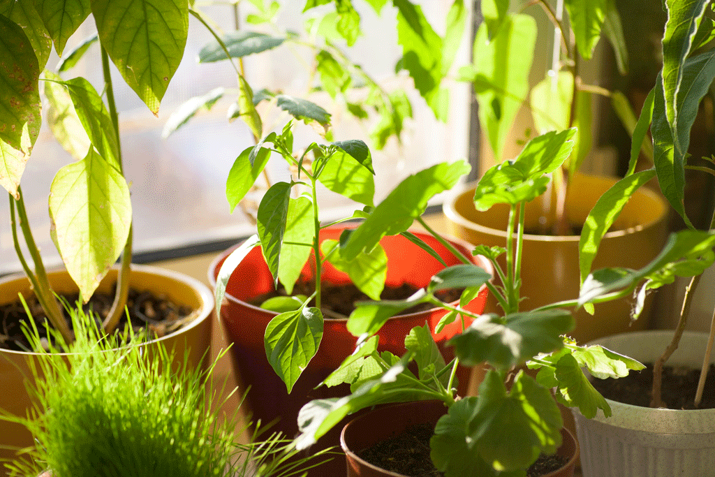 Don’t Skimp on Your Winter Plant Care