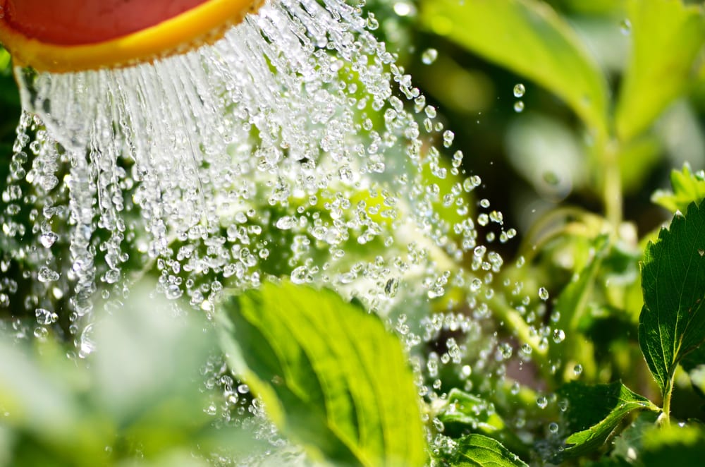 4 Ways Professional Landscape Maintenance Can Make Your Company More Environmentally Friendly