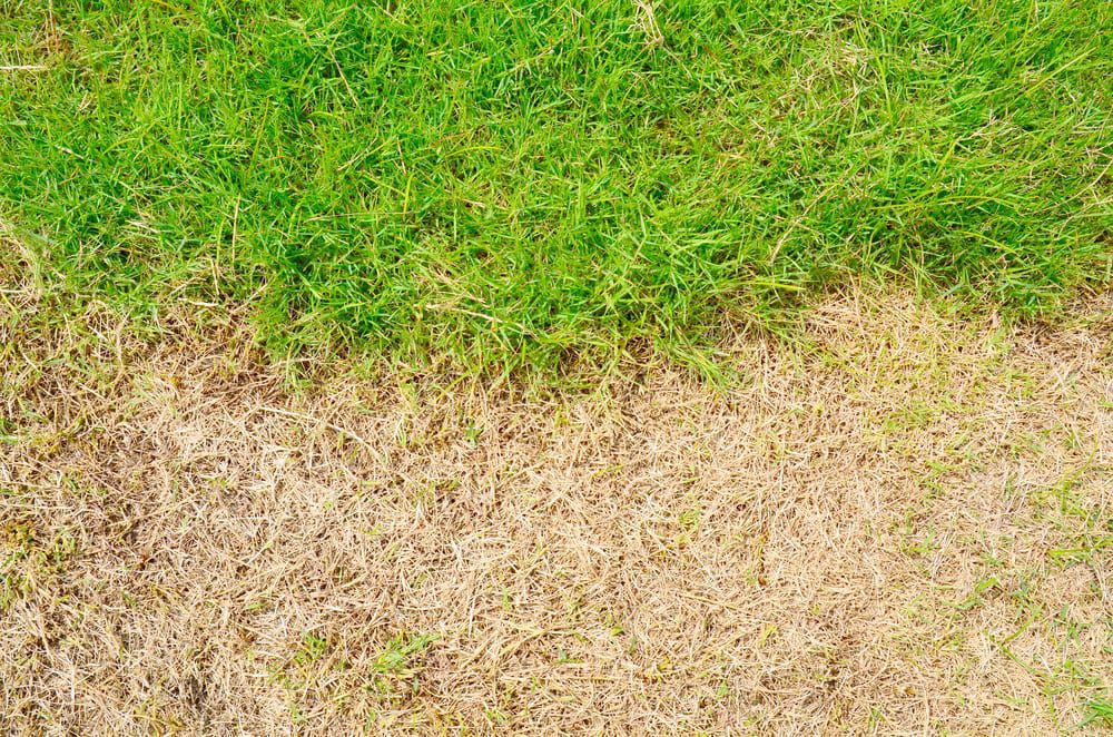 What Does a Brown Lawn Mean?