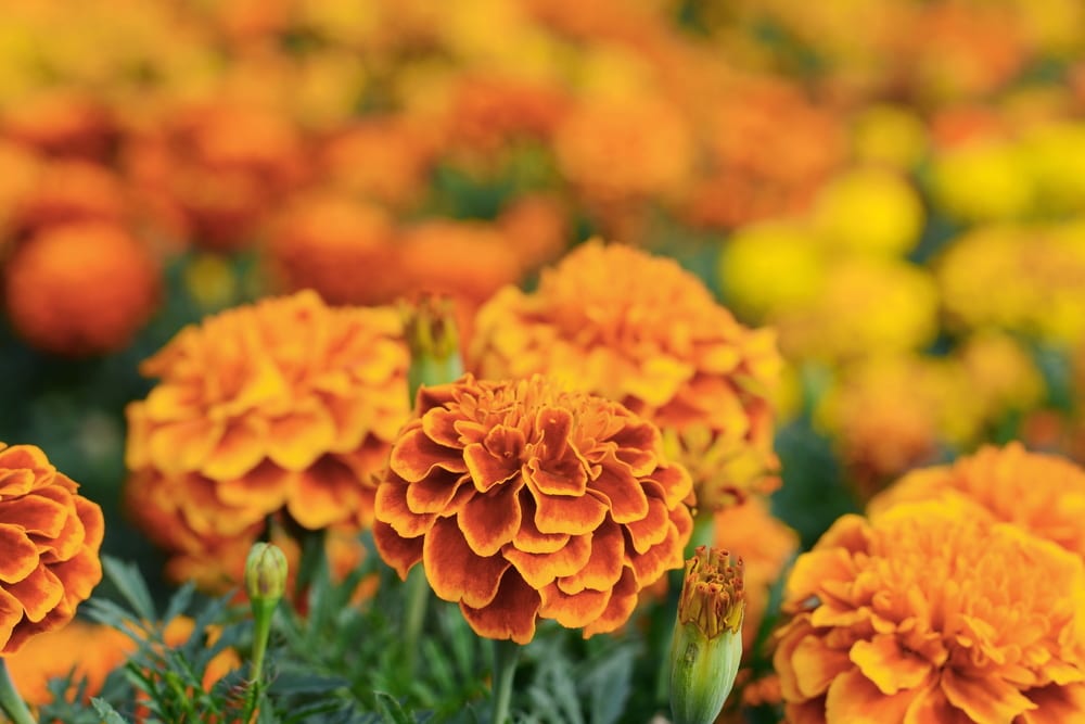 Could Plants Stop Insects from Bugging You?