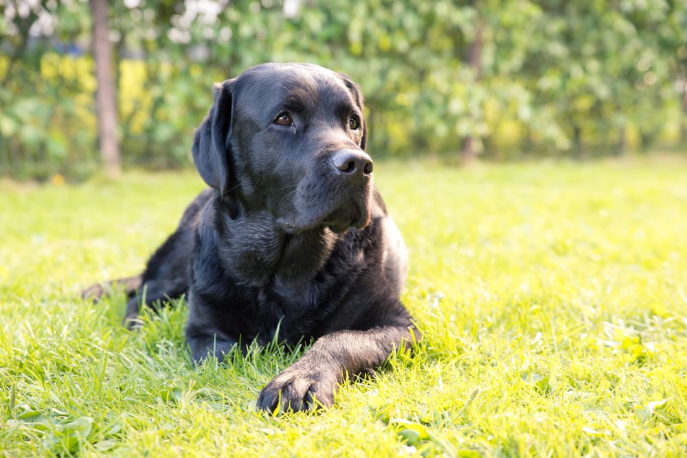 Creating a Pet-Safe Landscape and Lawn