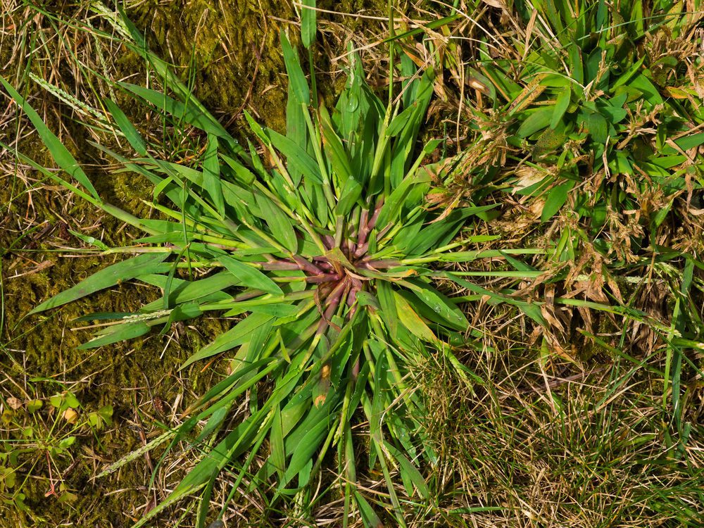 Controlling Weeds in Your Yard this Spring