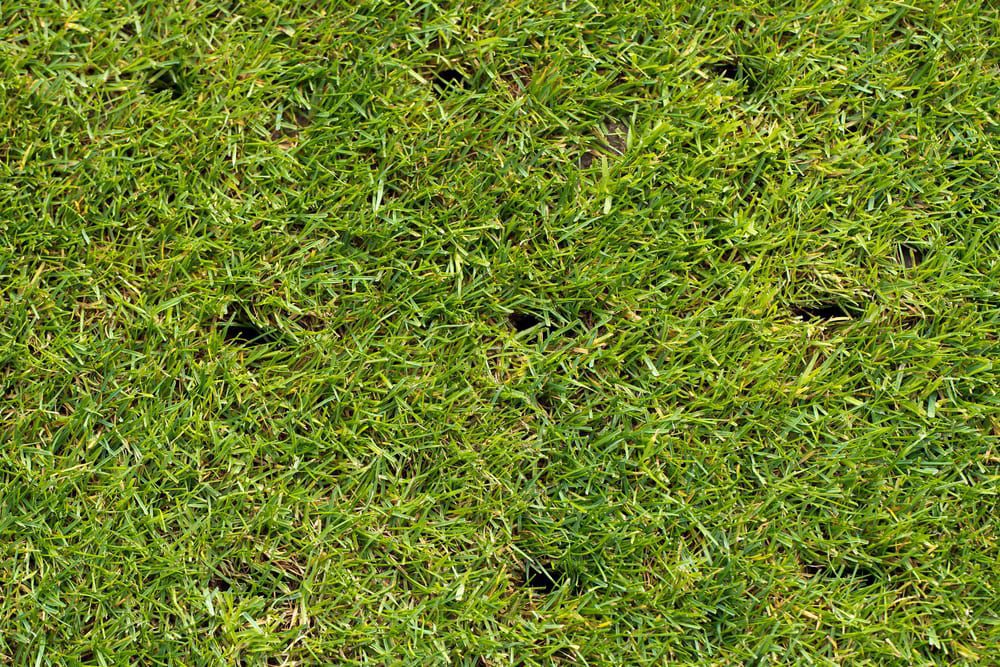 The Importance of Aeration in August