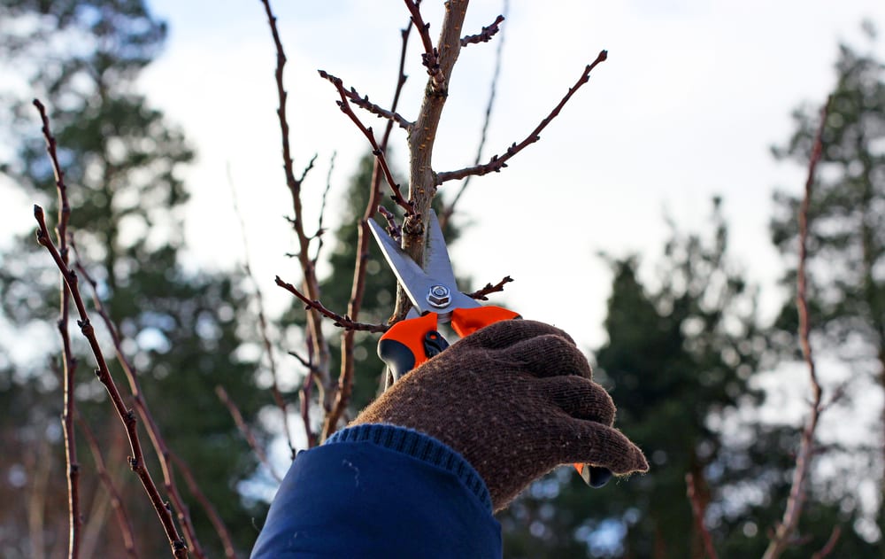 Winter Landscaping Services that Don’t Involve a Snow Plow