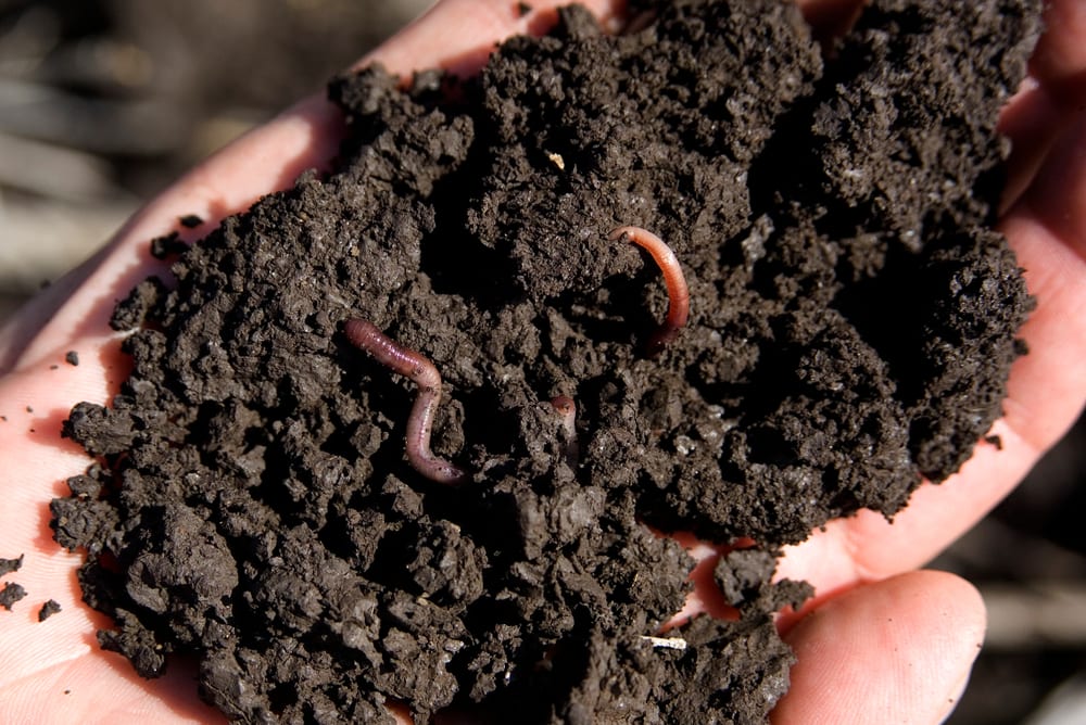 How Healthy Is Your Soil?