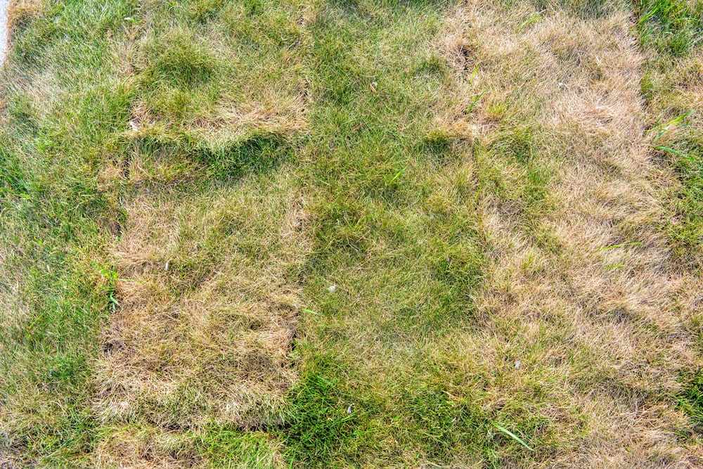 3 Lawn Care Mistakes that Businesses Make