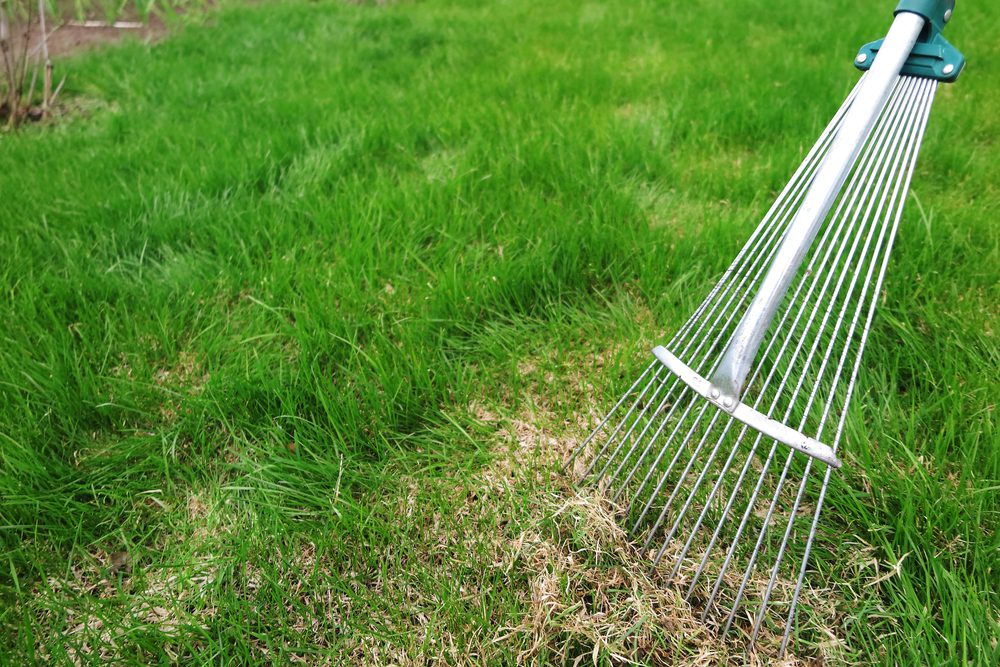 Our Best Spring Lawn Care Tips