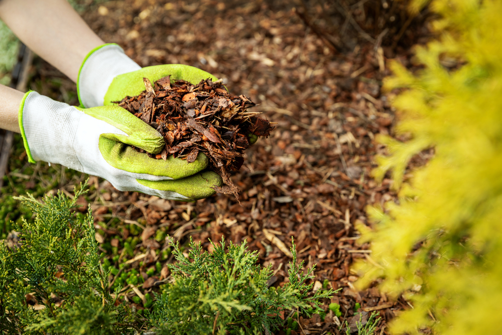 The Role of Mulching in Landscape Health