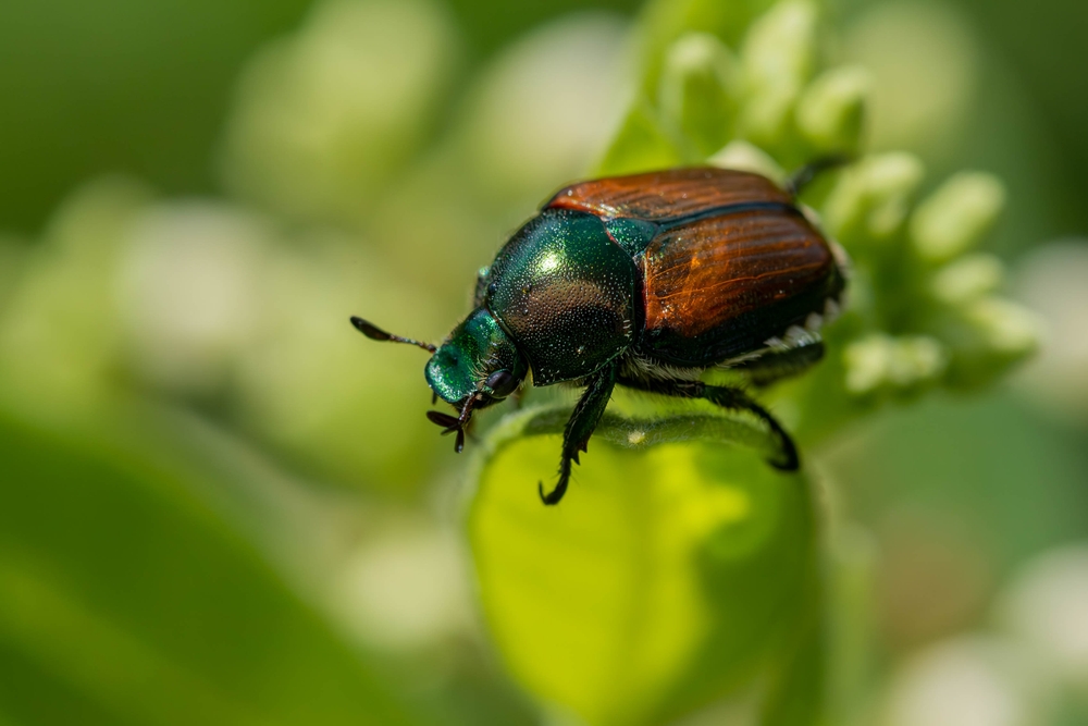 4 Common Landscaping Pests in Maryland