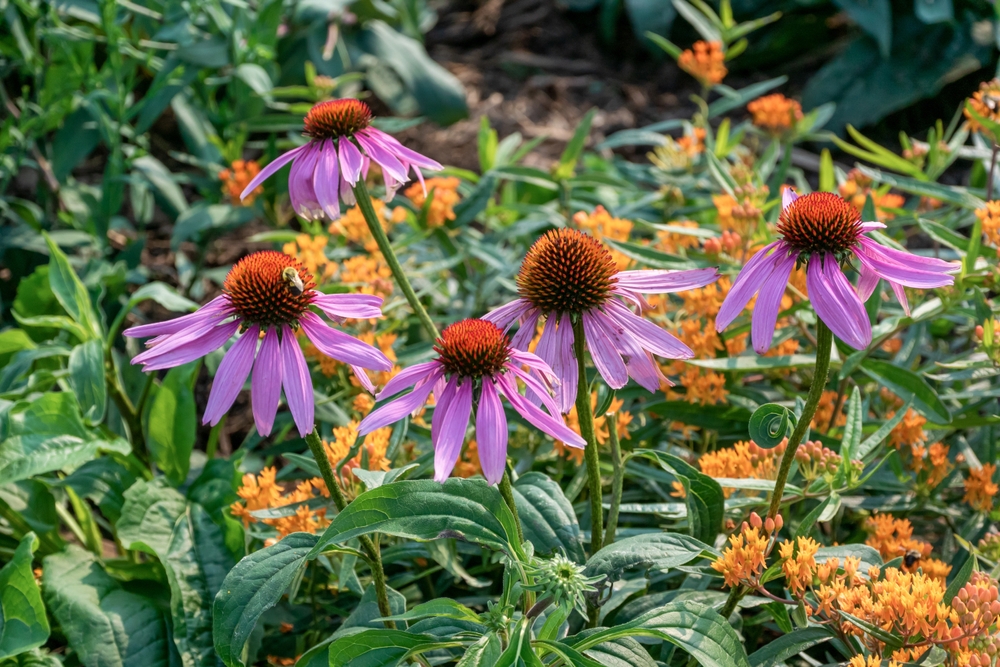 Tips for Making a Low-Maintenance Landscape
