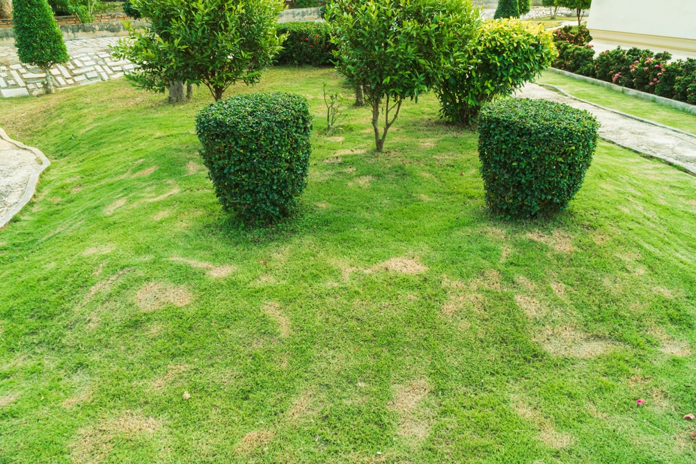3 Common Lawn Diseases and How to Prevent Them