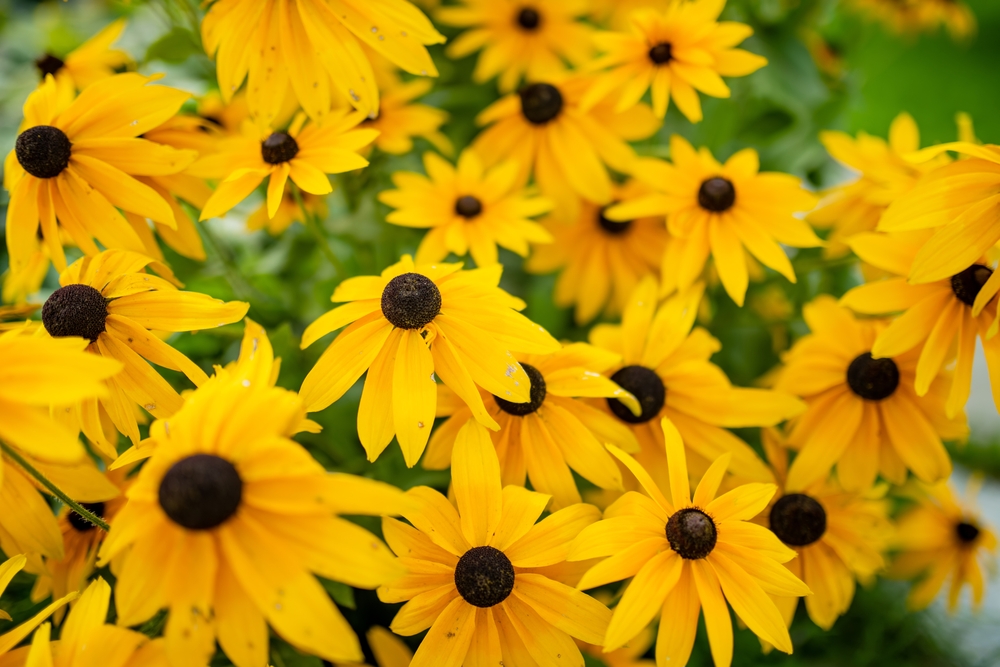 The Benefits of Native Plants in Commercial Landscaping