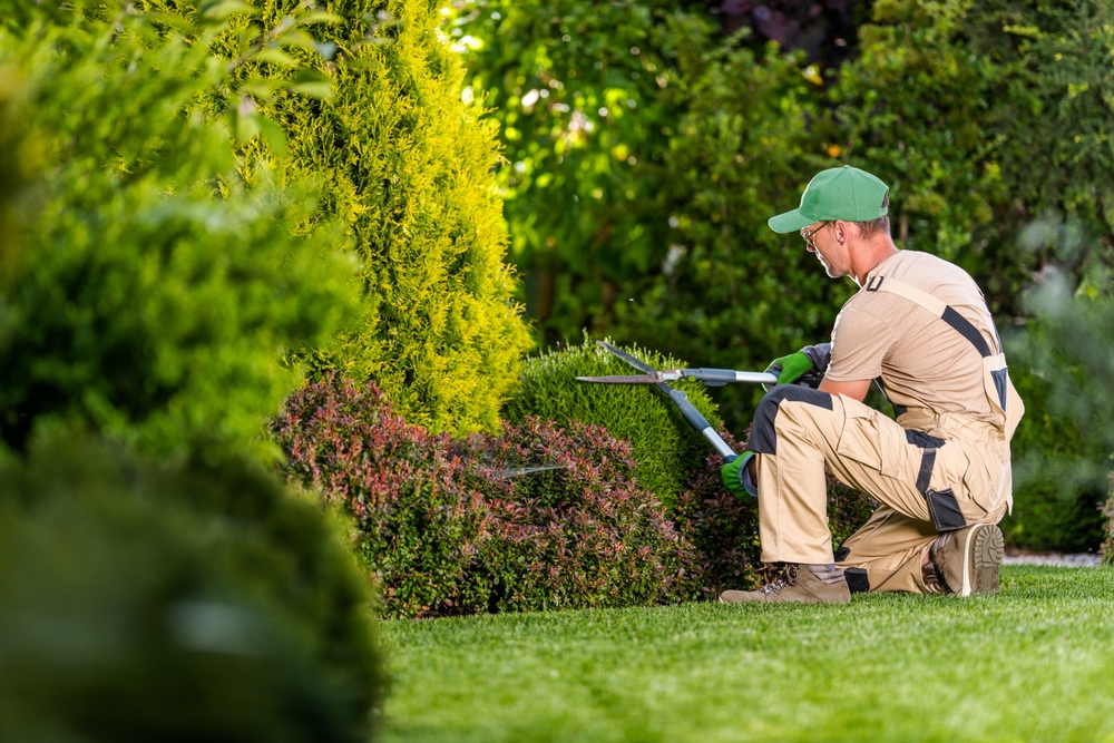 Why Regular Pruning Is Essential for Tree and Shrub Health
