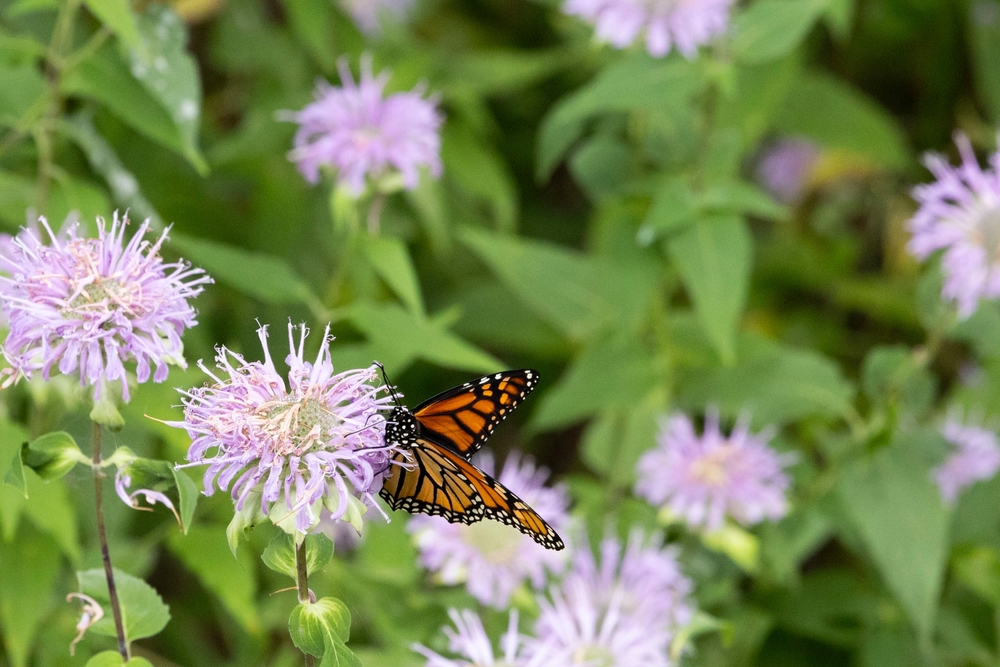 Creating a Pollinator-Friendly Landscape