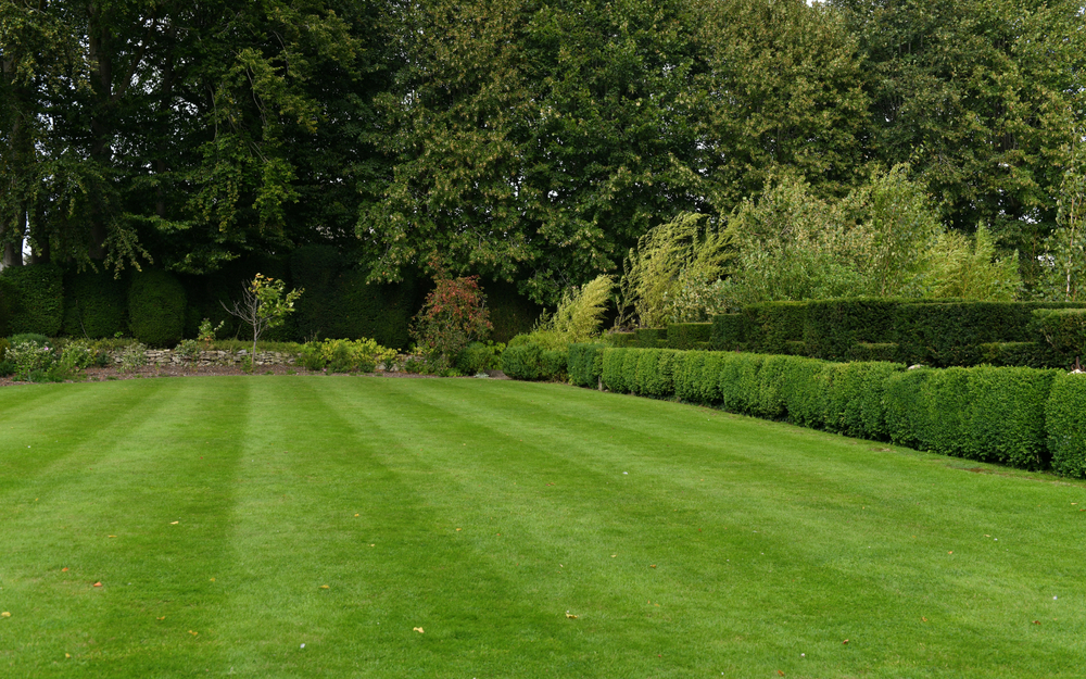 Our Best Tips for Your Summer Lawn