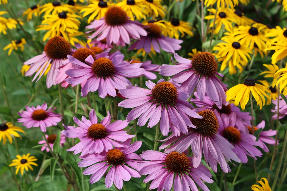 Creating a Low-Maintenance Landscape for Your Business