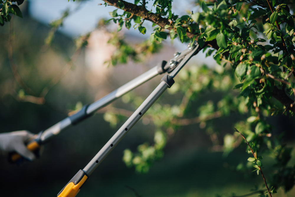 How Tree Pruning Prevents Liability Issues on Commercial Properties