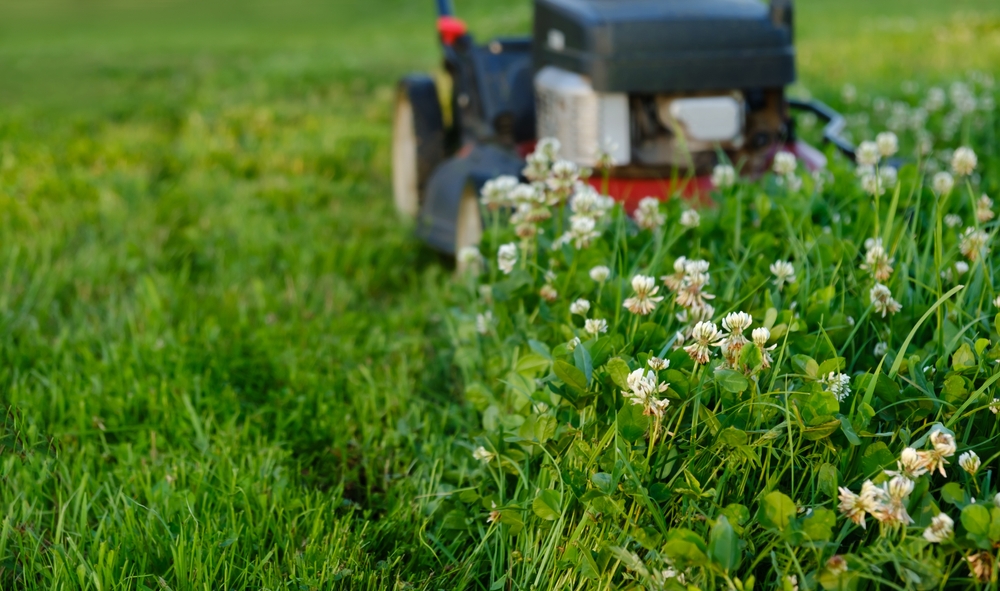 The Cost of Neglect: What Happens When You Skip Summer Lawn Maintenance