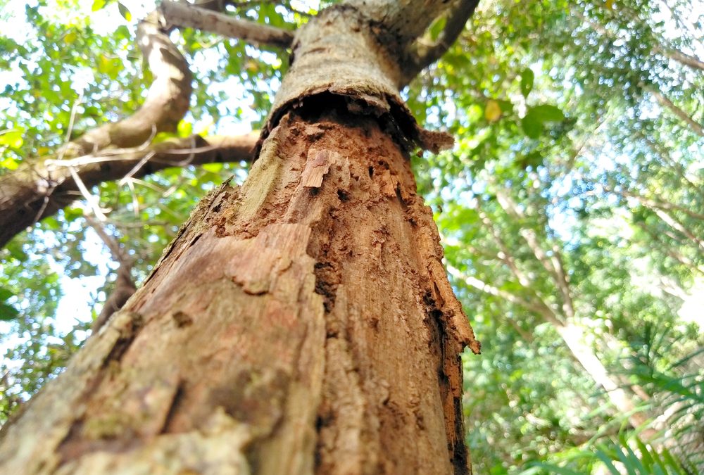 Tree Health 101: Spotting the Signs of Disease or Decay Early