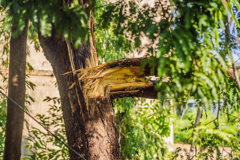 When Should You Remove a Tree on a Commercial Site?