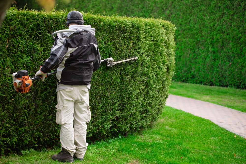 The Role of Shrub and Tree Pruning in Commercial Landscape Health