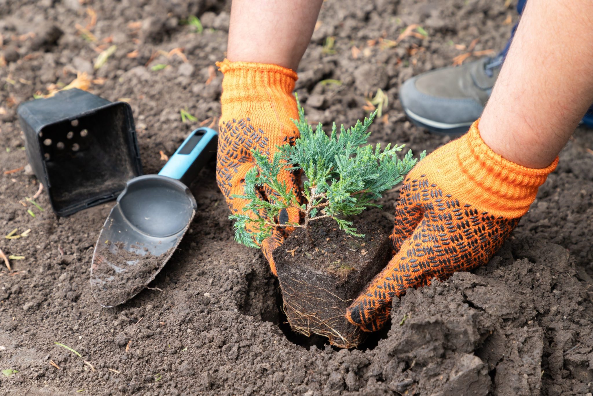Fall Planting: Why Autumn Is the Best Season for New Trees and Shrubs